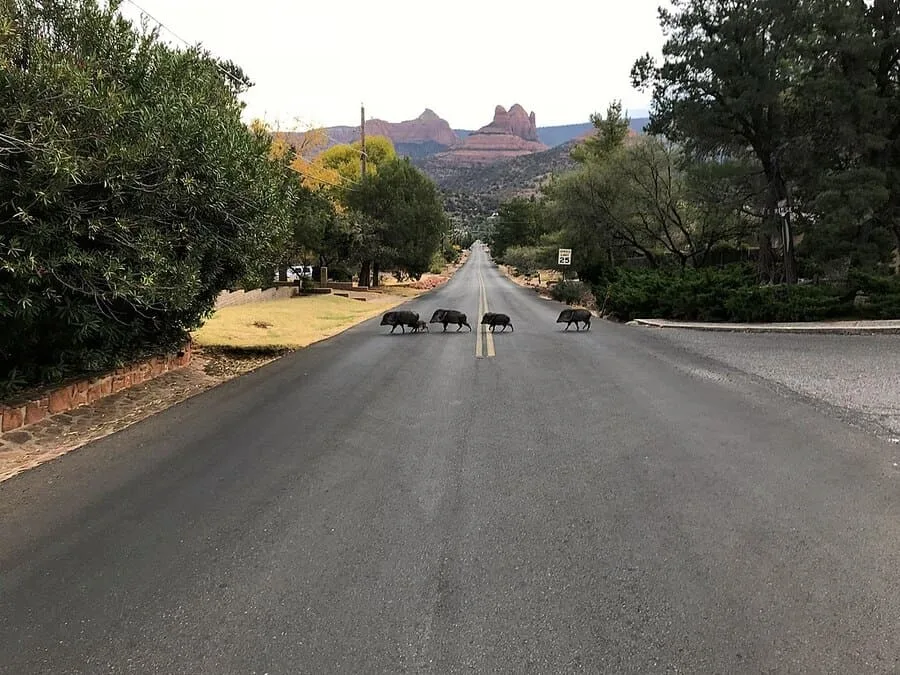 20 Coolest Small Towns in America: Discover the Best Getaways 1 Javelinas Crossing the Road in Sedona Arizona a la The Beatles Abbey Road Album 1