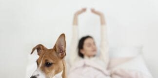 How Can I Find Affordable Pet-Friendly Hotels? Here Are 10 Great Tips