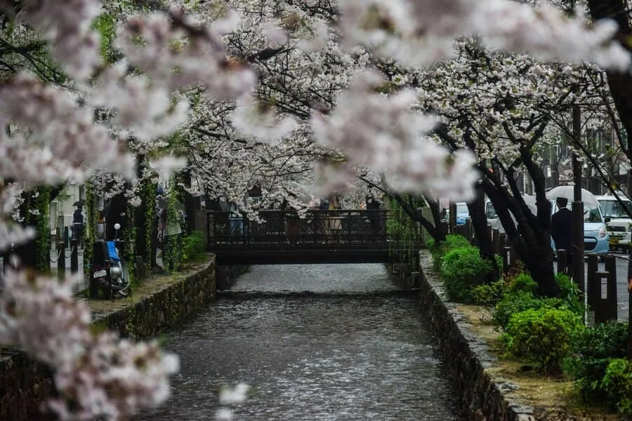 Vibrant Voyages: Discovering Tokyo's Cultural Riches in 8 Unforgettable Sites 5 Sakura Matsuri - The Celebration of Cherry Blossom