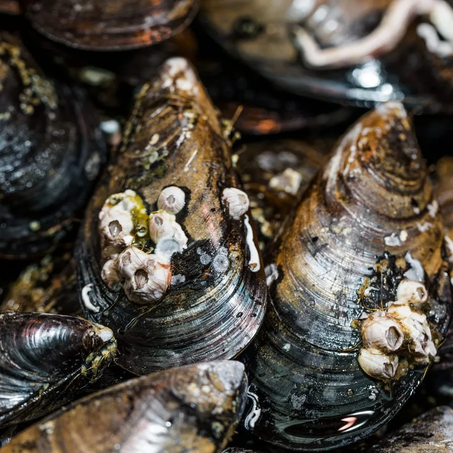 From Sea to Plate: Unforgettable Seafood Dishes in Essaouira, Morocco 5 Traditional Seafood