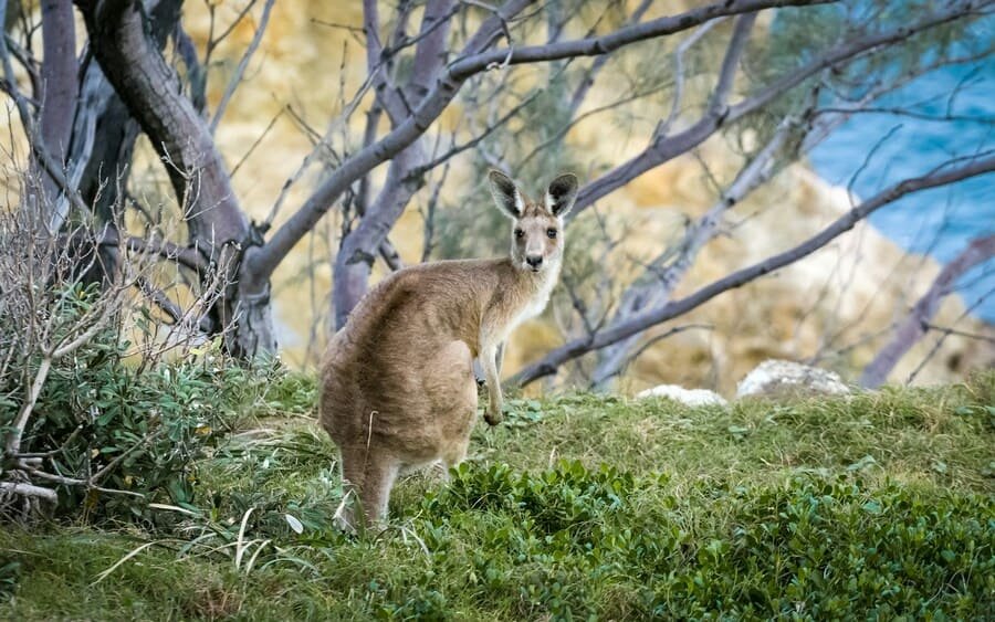 Timeless Treasures: Protecting Indigenous Heritage in Australia's Northern Territory 4 Wild Kangaroo