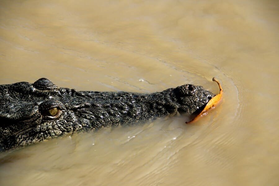 Timeless Treasures: Protecting Indigenous Heritage in Australia's Northern Territory 9 Kakadu NT, Australia